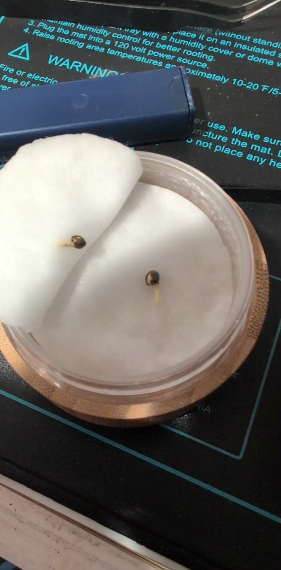 Seeds sprouting in Survival Mode Grows germination container