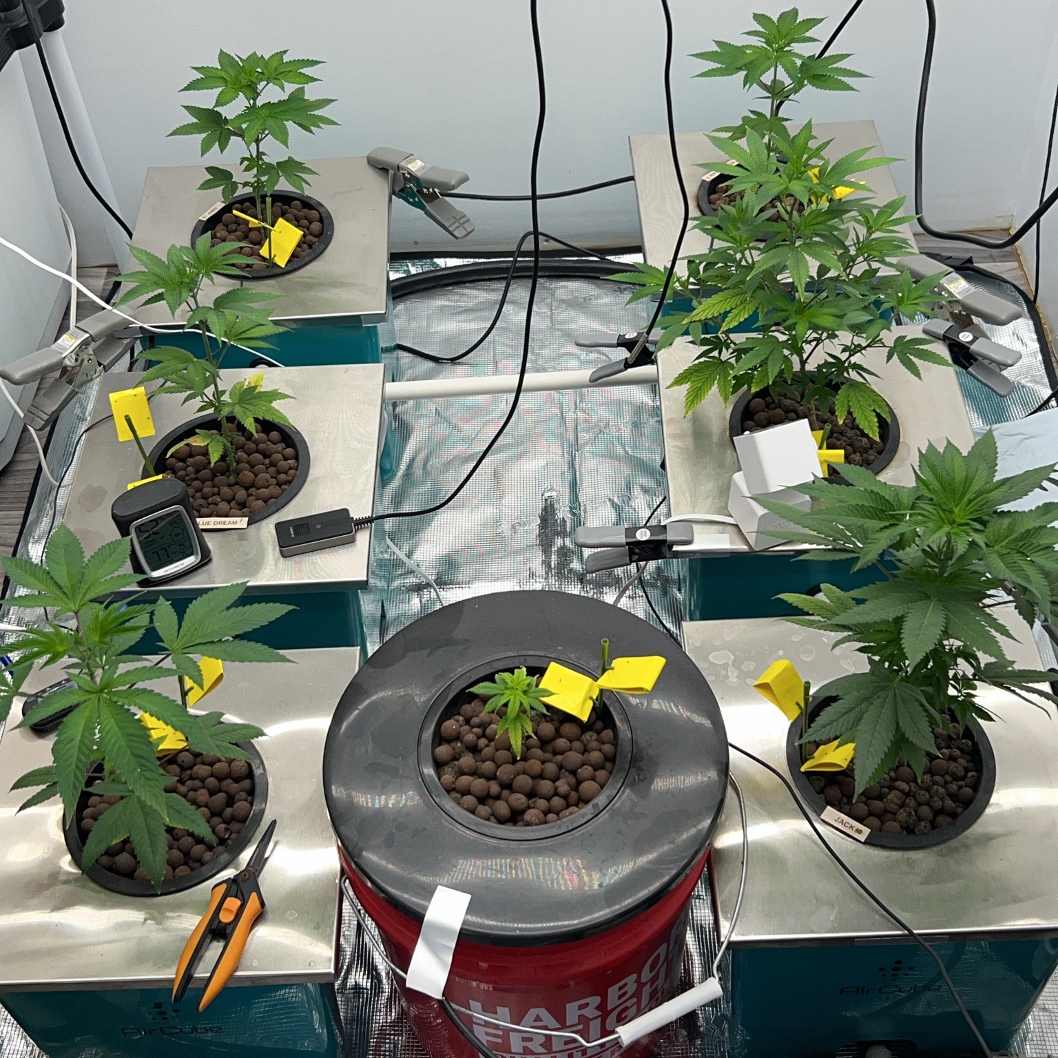 Established plants growing with stainless lids