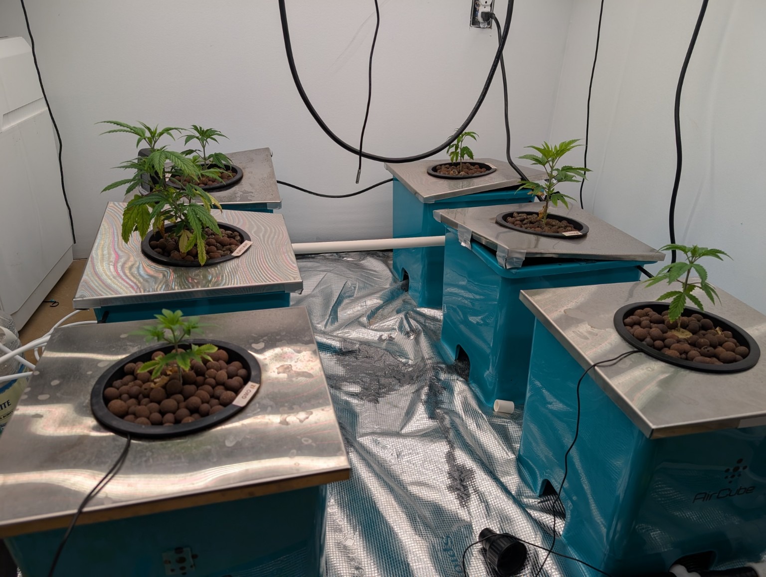 Young plants growing in stainless lid AirCube-compatible system