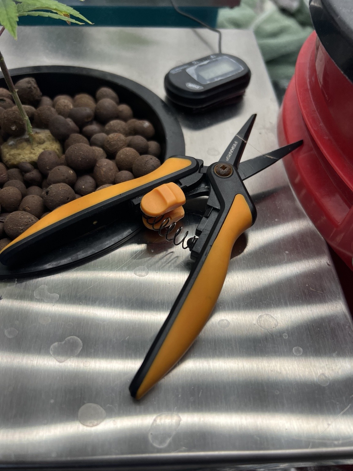 Cultivation scissors on stainless lid